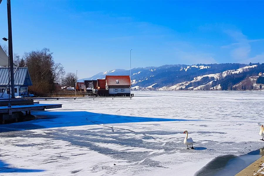 Blick über den zugefrorenen Alpsee im Winter
