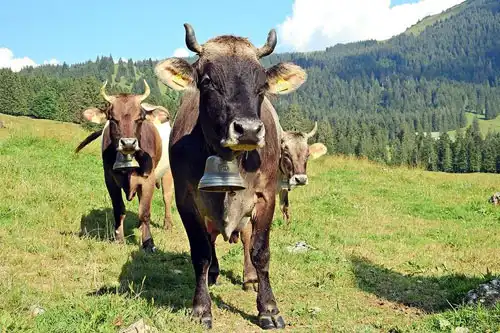 Kühe im Ehrenschwanger Tal auf unserer Mountainbike Tour an der Unteregger Alm