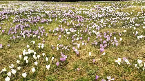 Krokusblüte am Hündle bei Oberstaufen nach der Schneeschmelze