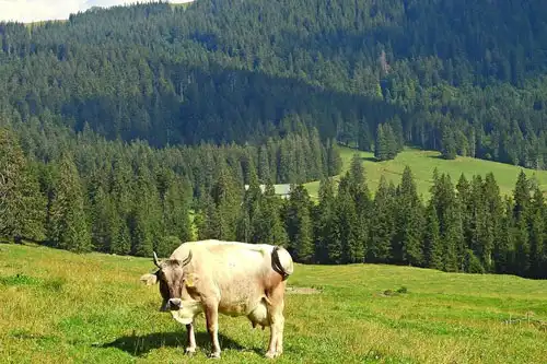Milchkuh im Ehrenschwanger Tal bei einer unserer Radtouren von Oberstaufen aus